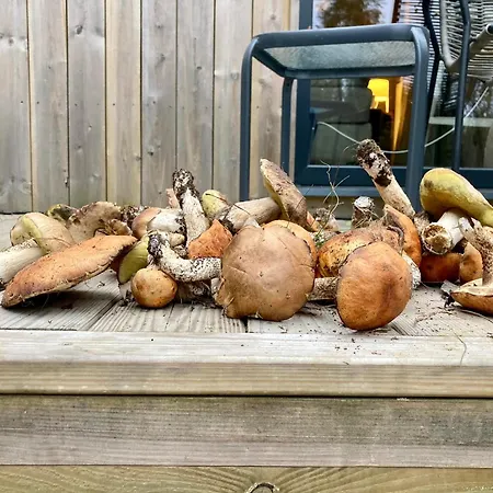 Przystanek Warmia- Caloroczny, Duza Lesna Dzialka * Naglady