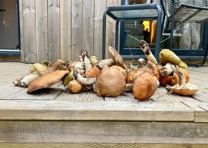 Przystanek Warmia- Caloroczny, Duza Lesna Dzialka * Naglady